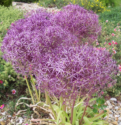 Allium christophii 